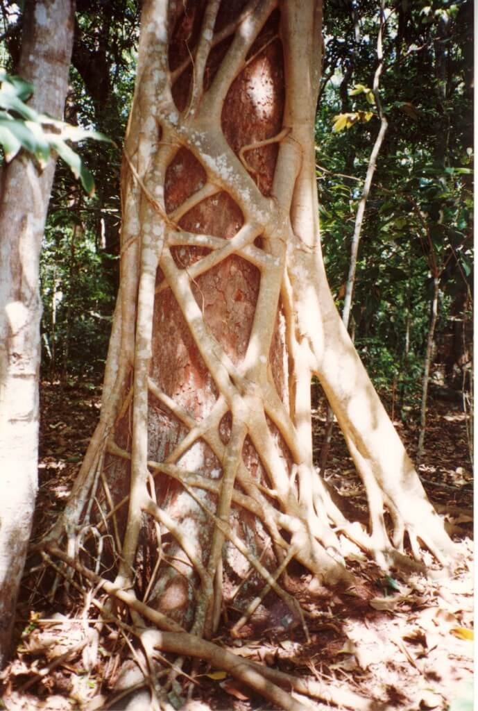 Strangler Fig vine around a tree